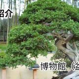 JA香川県高松盆栽の郷